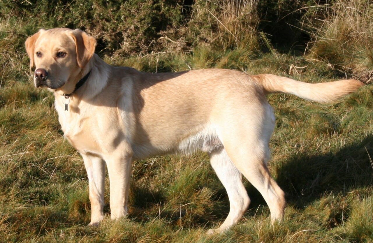 Max, a yellow Labrador, standing in long grass