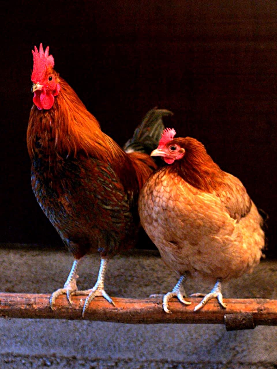 A Backyard Chickens