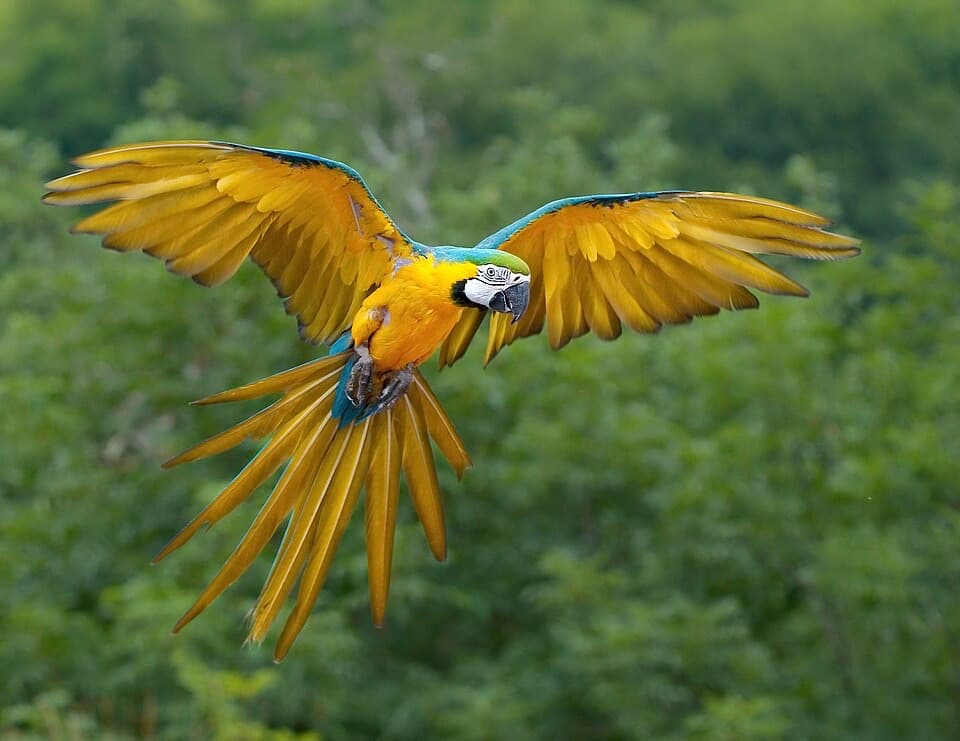 A Blue-and-gold Macaw
