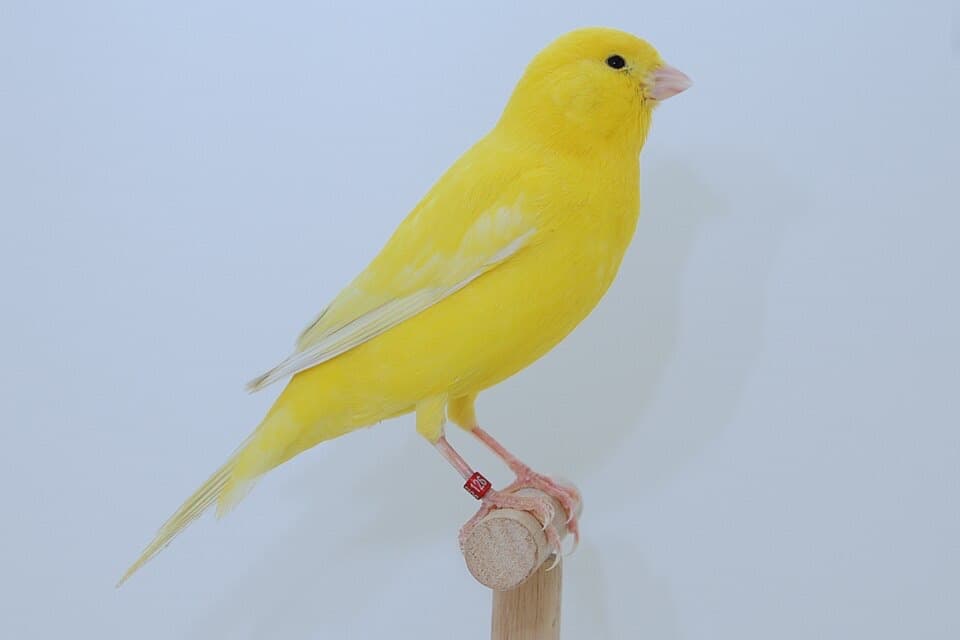 A Canary