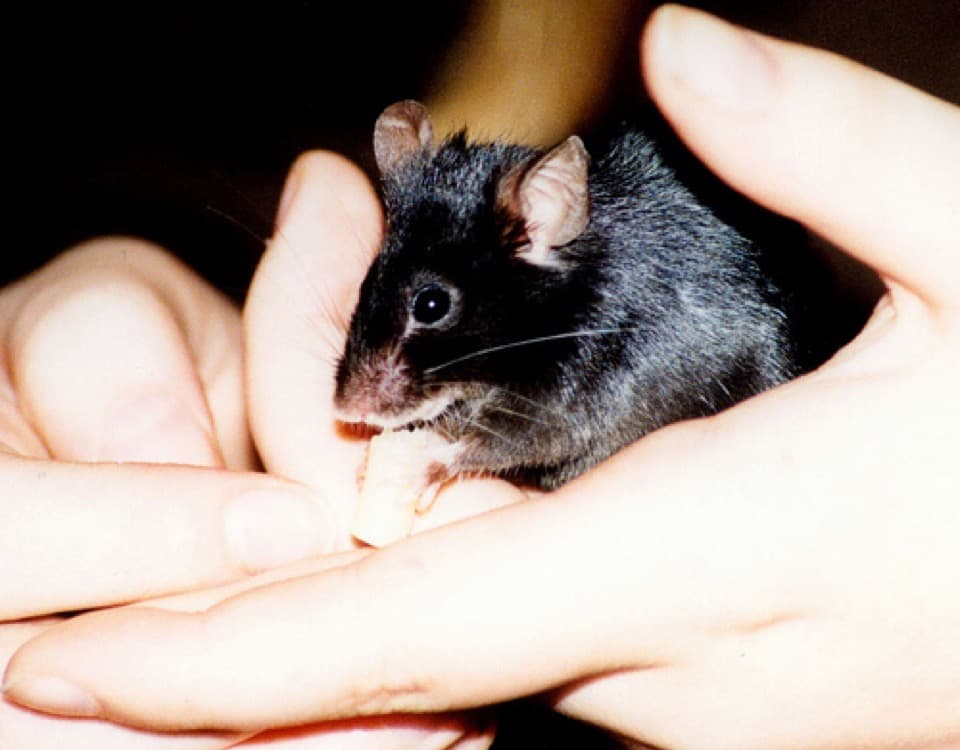 A Fancy Mouse