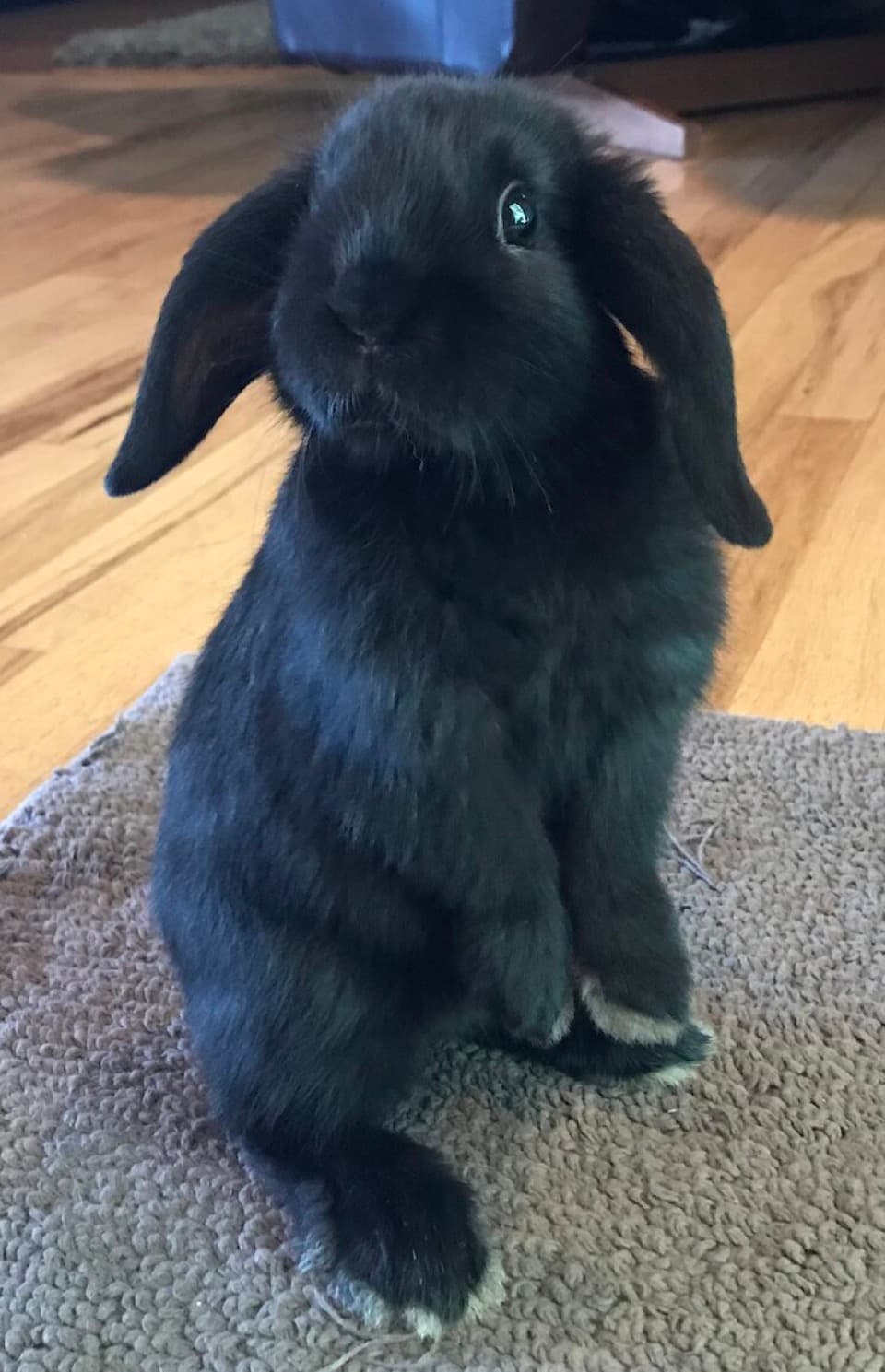 A Holland Lop