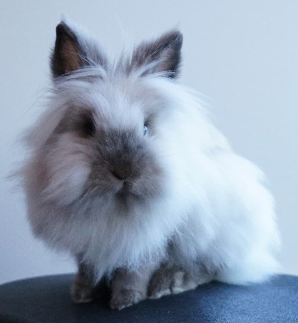 A Lionhead