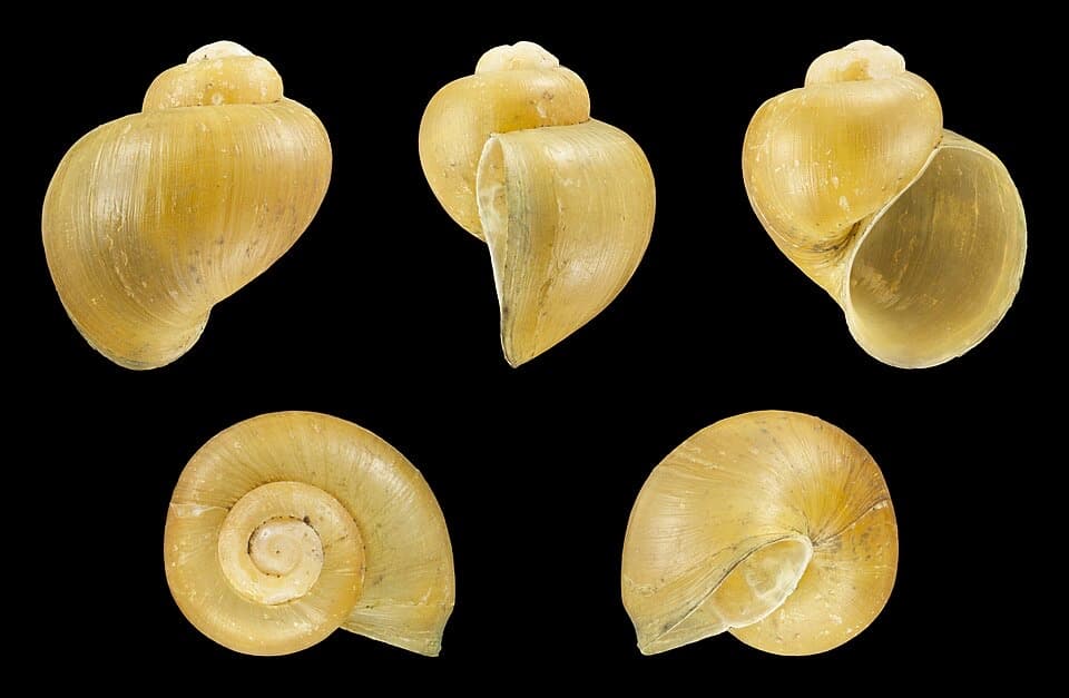 A Mystery snail