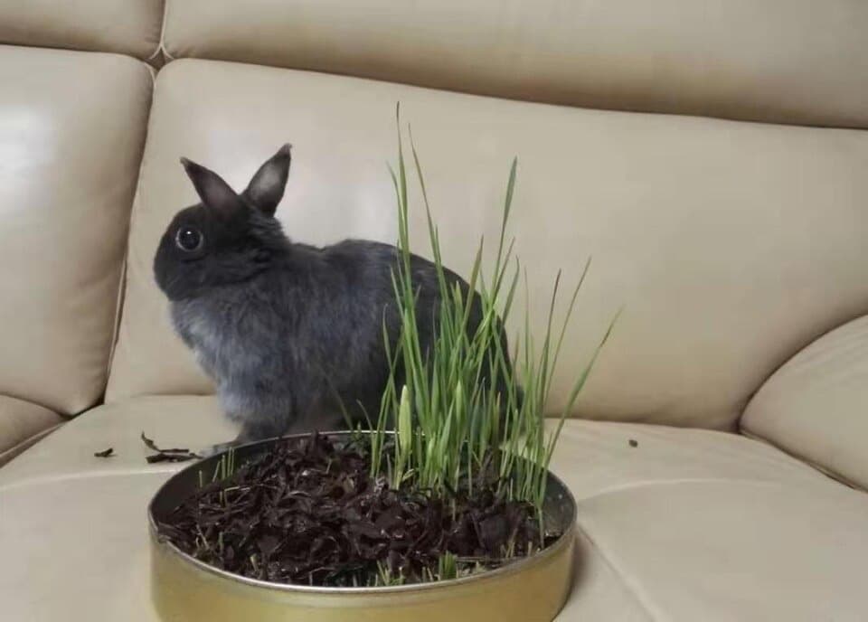 A Netherland Dwarf