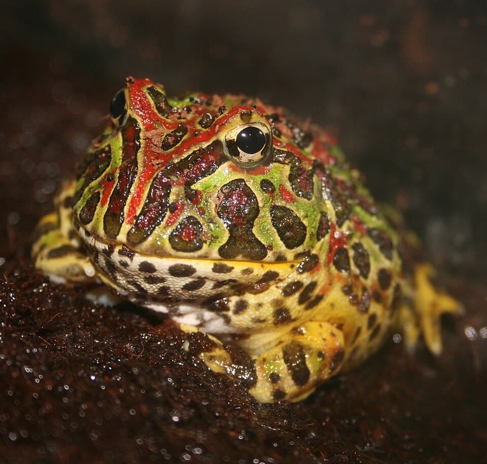 A Pacman frog