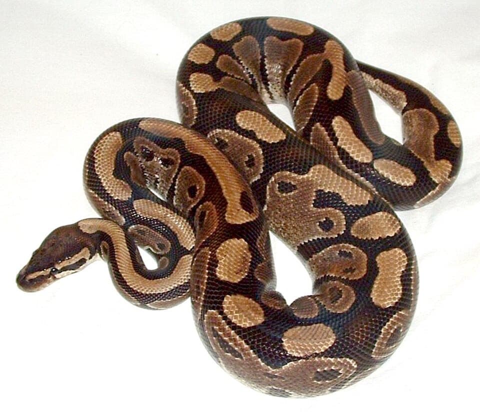 A Royal python