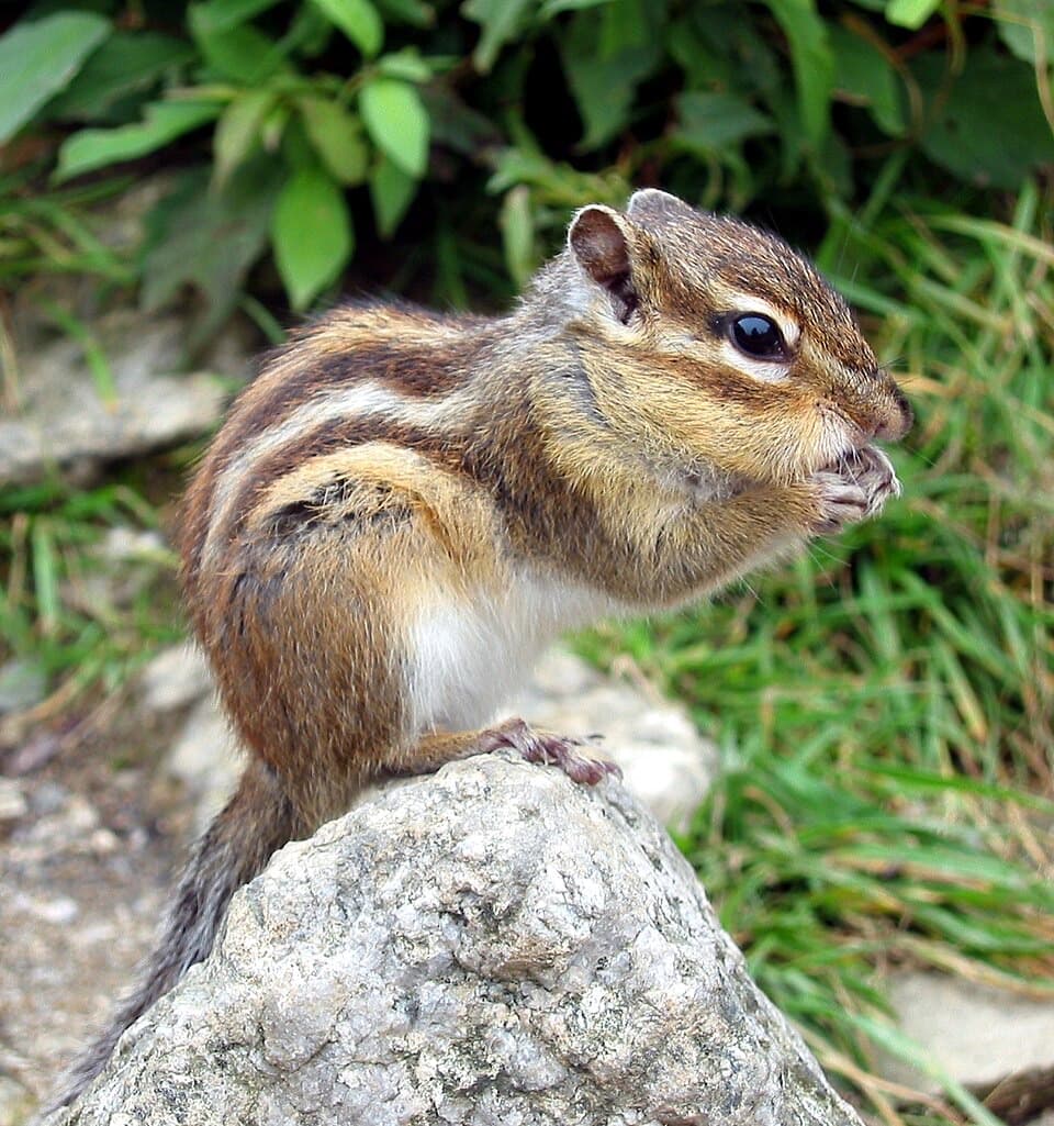 A Siberian Chipmunk