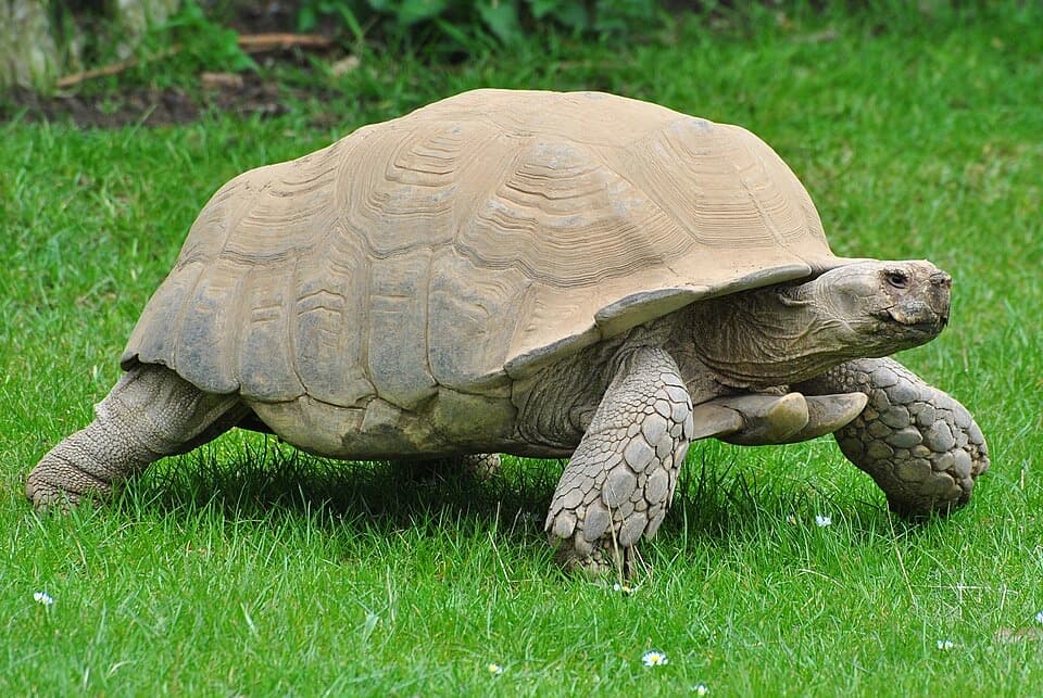 A Sulcata tortoise