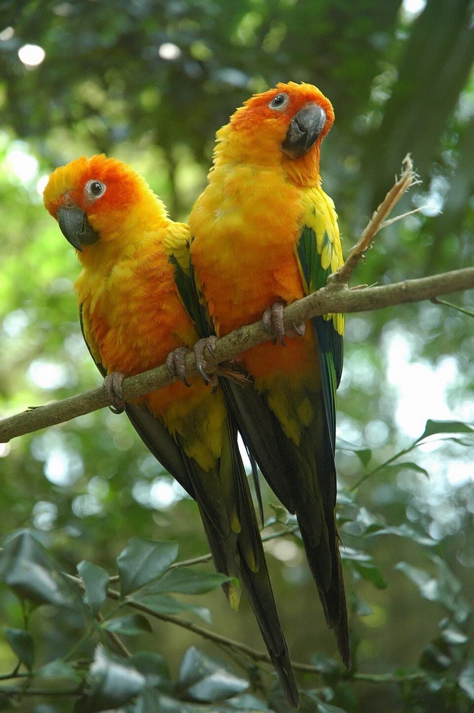 A Sun Conure