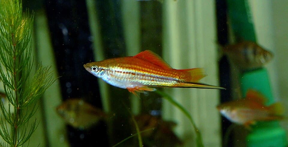 A Swordtail