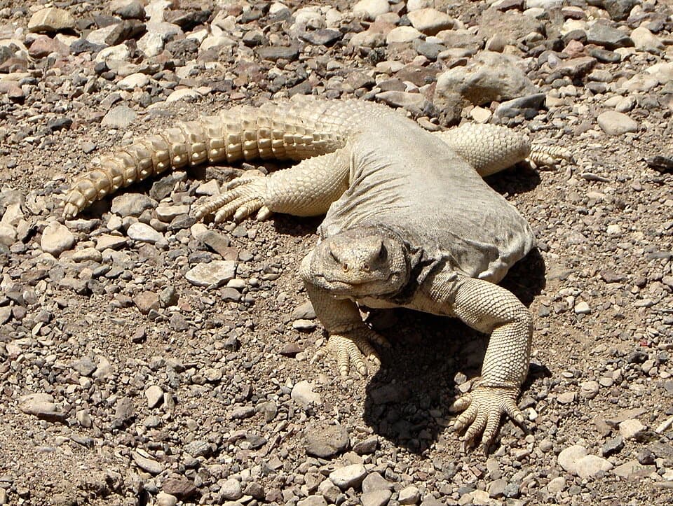 A Uromastyx