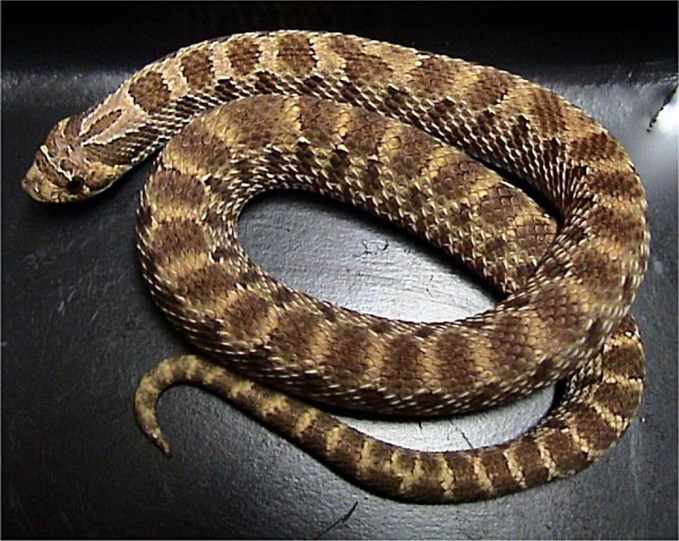 A Western hognose snake