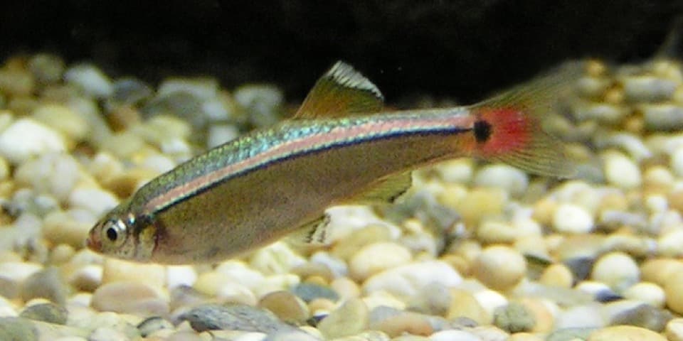 A White Cloud Mountain minnow