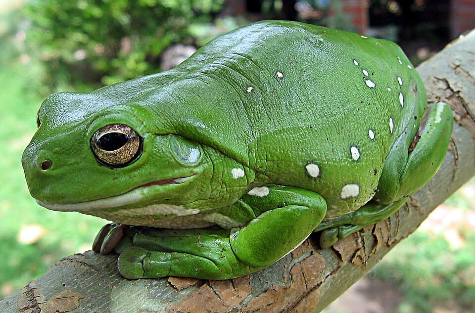 A White's tree frog