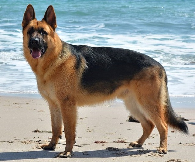 A German Shepherd Dog