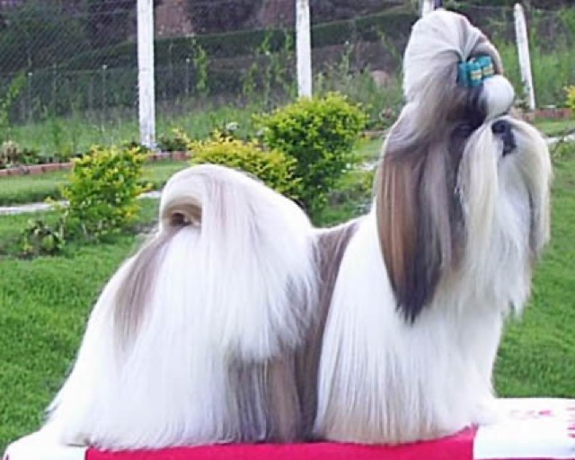 A Shih Tzu