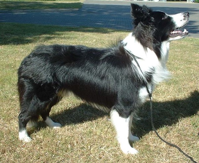 A Border Collie
