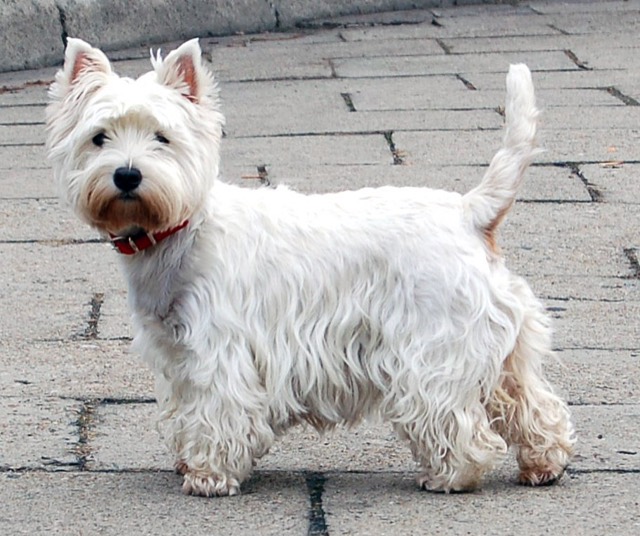 A West Highland White Terrier