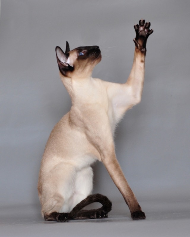 A Siamese